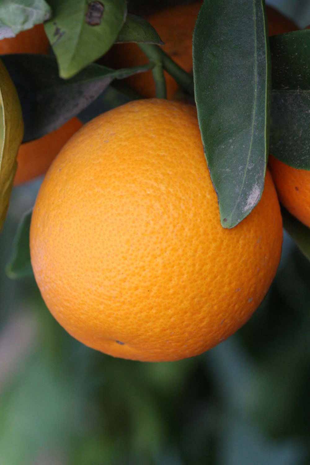              Fruit (Riverside, CA)       